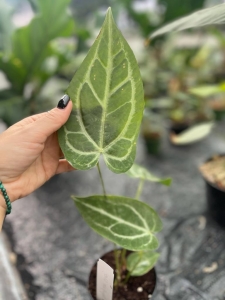 Anthurium Magnificum Silver