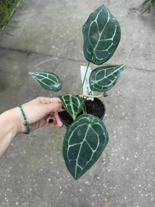 Anthurium Magnificent Silver 'Inverse crossing' - L 