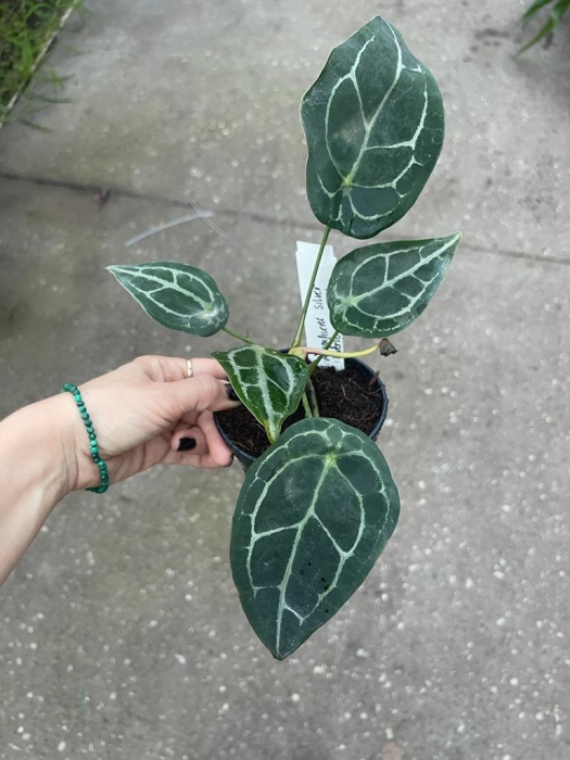 Anthurium Magnificent Silver Inverse crossing - L
