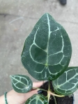 Anthurium Magnificent Silver Inverse crossing - L