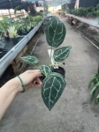 Anthurium Magnificent Silver Inverse crossing - L