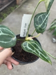 Anthurium Magnificent Silver Inverse crossing - L
