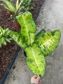 Dieffenbachia Banana - XL