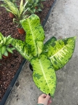 Dieffenbachia Banana - XL