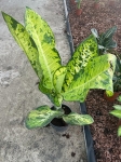 Dieffenbachia Banana - XL