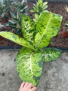 Dieffenbachia Banana - XL