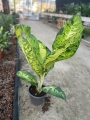 Dieffenbachia Banana - XL
