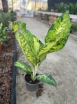 Dieffenbachia Banana - XL