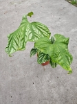 Cercestis Mirabilis - XL