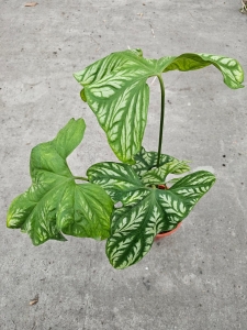 Cercestis Mirabilis - XL
