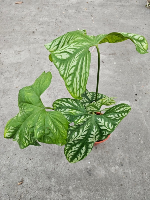 Cercestis Mirabilis - XL