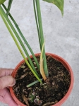 Cercestis Mirabilis - XL