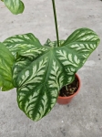 Cercestis Mirabilis - XL