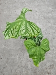 Cercestis Mirabilis - XL