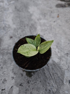 Philodendron Jose Buono - S