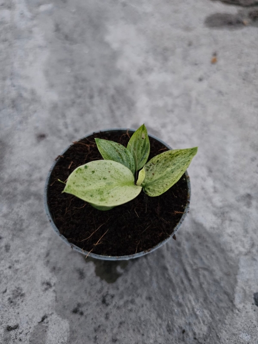 Philodendron Jose Buono - S