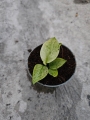 Philodendron Jose Buono - S