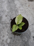 Philodendron Jose Buono - S