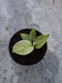 Philodendron Jose Buono - S