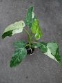 Philodendron Jose Buono - zdjęcie poglądowe gatunku