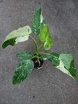 Philodendron Jose Buono - zdjęcie poglądowe gatunku