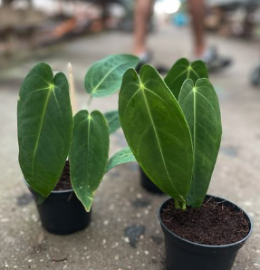 Anthurium Velvety Dream 