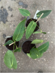 Anthurium Velvety Dream