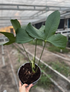 Anthurium sp. "Bomboiza"