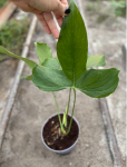 Anthurium sp. "Bomboiza"