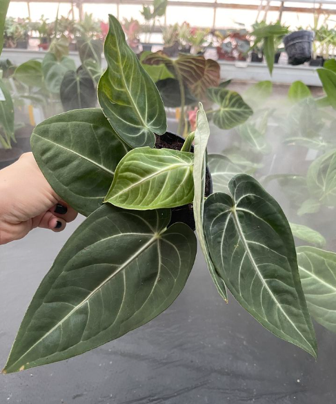 Anthurium villeanorum - XL