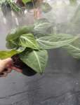 Anthurium villeanorum - XL