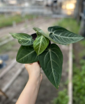 Anthurium villeanorum - XL
