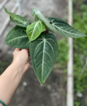 Anthurium villeanorum - XL