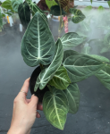Anthurium villeanorum - XL