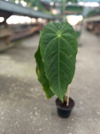 Anthurium Queremalense - L