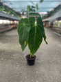 Anthurium Queremalense - L