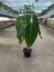 Anthurium Queremalense - L
