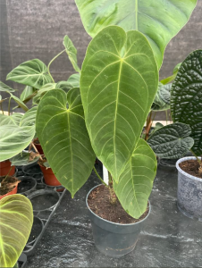 Anthurium Queremalense - L 
