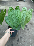 Philodendron tenue - XL