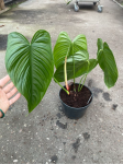 Philodendron tenue - XL