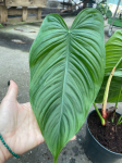 Philodendron tenue - XL