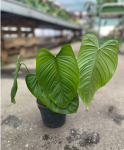 Philodendron tenue - XL
