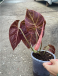 Philodendron verrucosum Amazon Sunset WZ1
