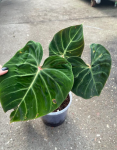 Philodendron verrucosum Amazon Sunset WZ1