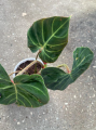 Philodendron verrucosum Amazon Sunset WZ1