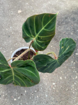 Philodendron verrucosum Amazon Sunset WZ1