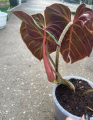 Philodendron verrucosum Amazon Sunset WZ1