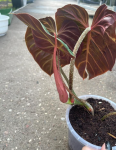 Philodendron verrucosum Amazon Sunset WZ1