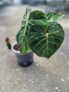 Philodendron verrucosum Amazon Sunset WZ1