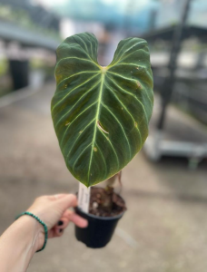Philodendron verrucosum Amazon Sunset WZ2